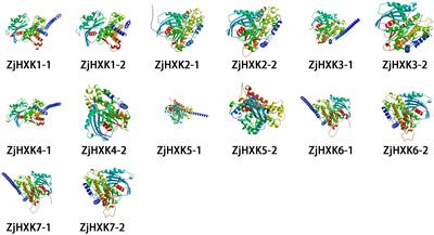 ZjHXK5 and ZjHXK6 negatively regulate the sugar metabolism of Ziziphus jujuba Mill.